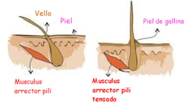 Musculo arrector pili g_2019012