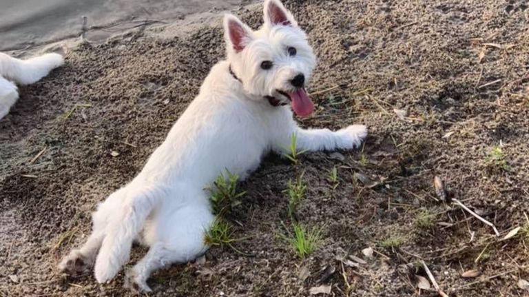 perros algas 08132019