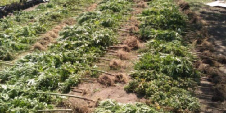 29-08-2023 operativo abogado plantación marihuana