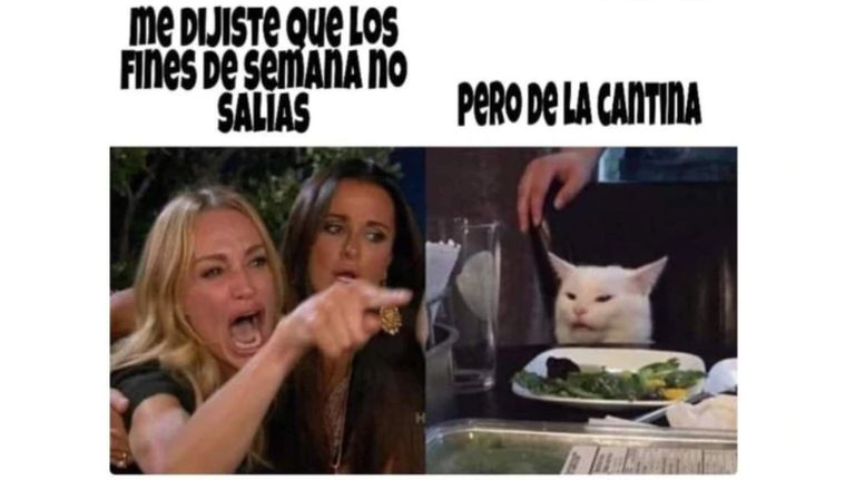 meme gato 5 08302019