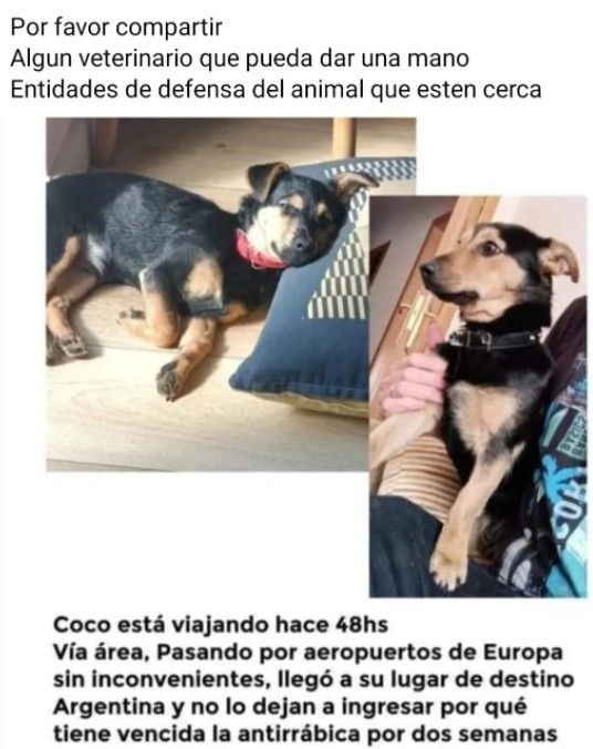 Coco, el perro varado en Ezeiza 20220526