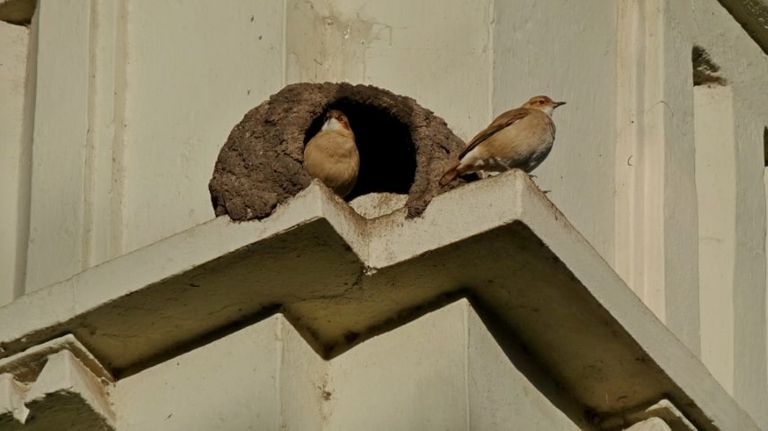 Avistaje de aves