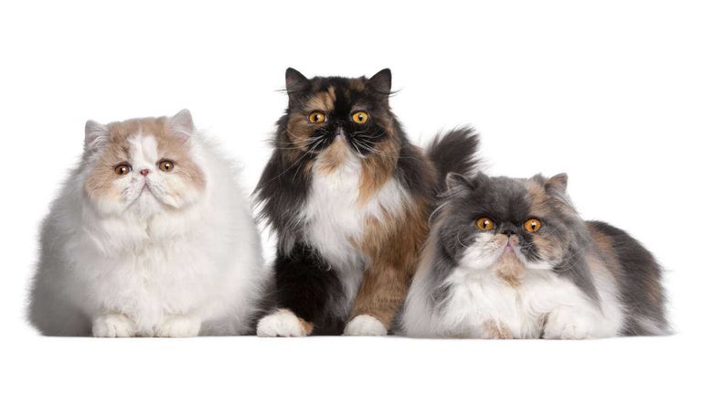 Gatos Persas 20230627