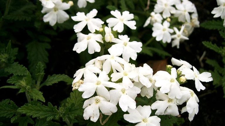 Verbenas en Flor