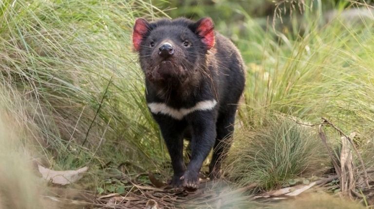 Demonios de Tasmania