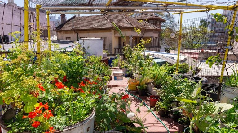 Huerta urbana 20230207