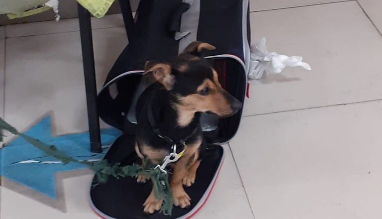 Coco, el perro varado en Ezeiza 20220526