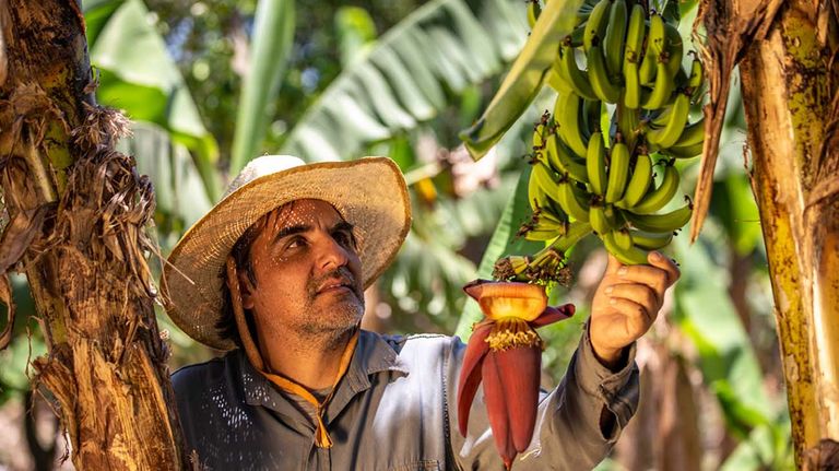 Bananas 20230513