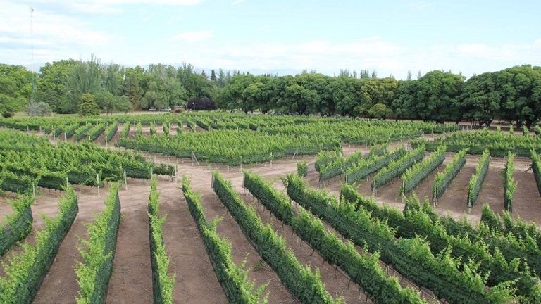 Orientación de hileras Malbec