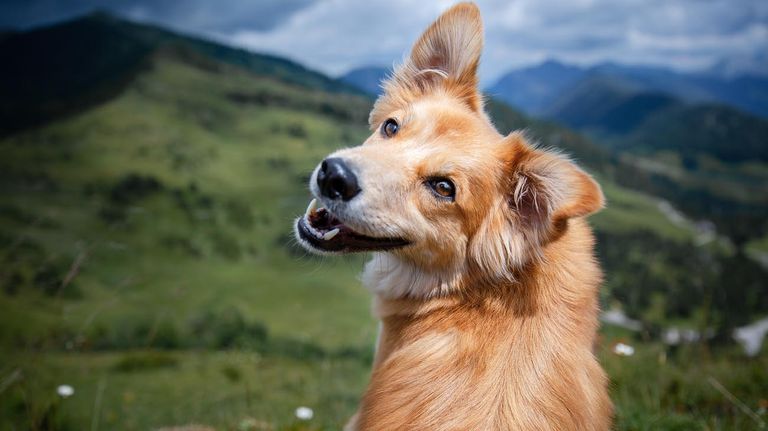 Perro y Gatos