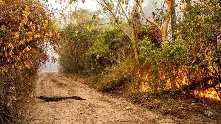 animales incendio corrientes 1 g_20220217