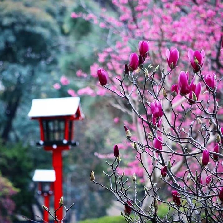 Jardín Japonés de Buenos Aires