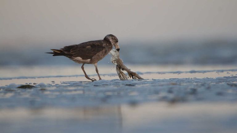 Contaminación en el Mar Argentino 20230915