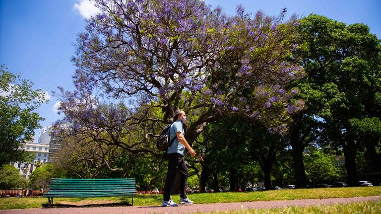 Jacarandá 2021
