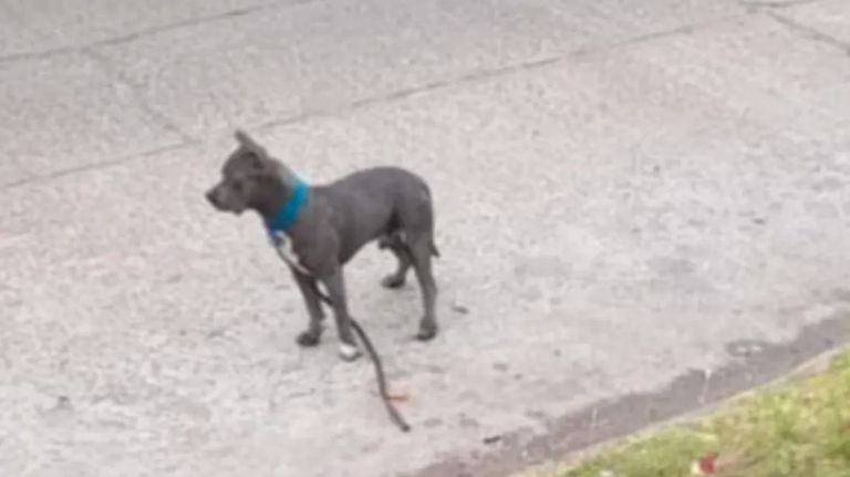 pitbull