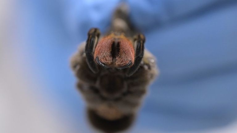 Araña bananera,