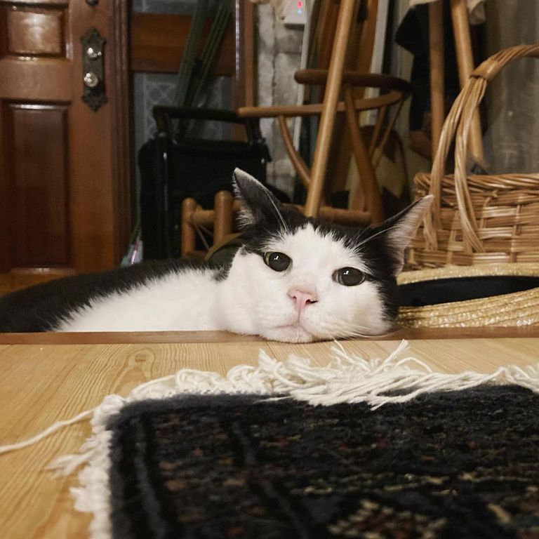 Pancho, el gato más triste del mundo