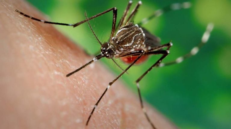 una crema repelente de mosquitos hecha en base de citronella