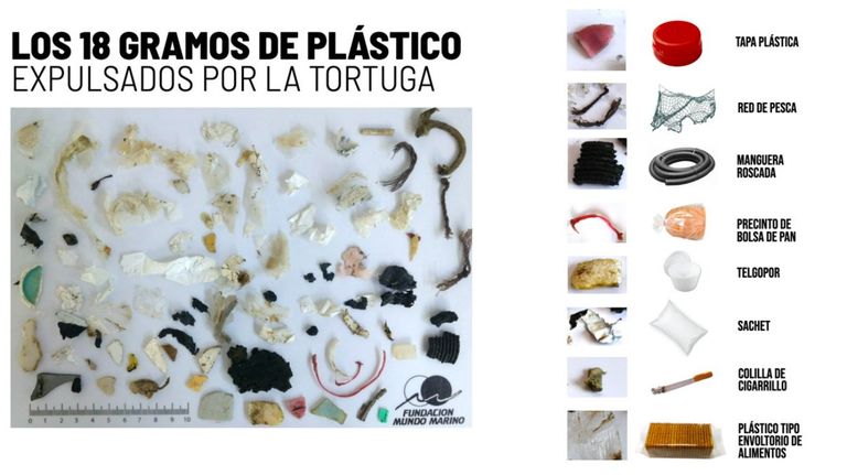 tortuga rescatada plásticos g_20211218