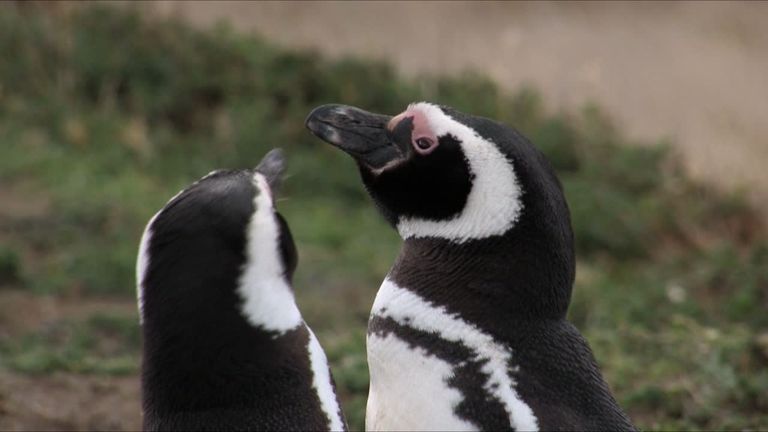 Pingüinos de Magallanes