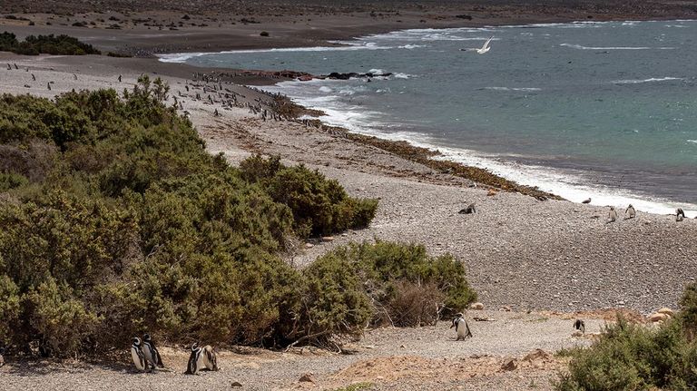 Punta Tombo 20211221