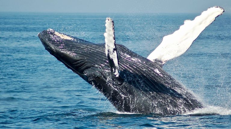 Ballena 20220802