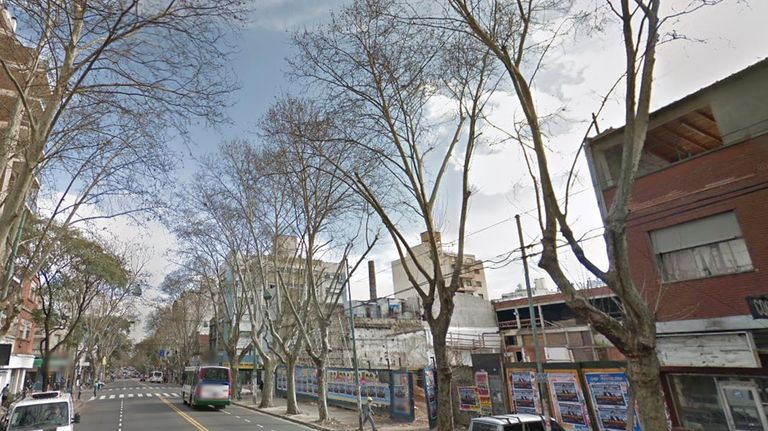 Plátanos en la Ciudad de Buenos Aires 20221019