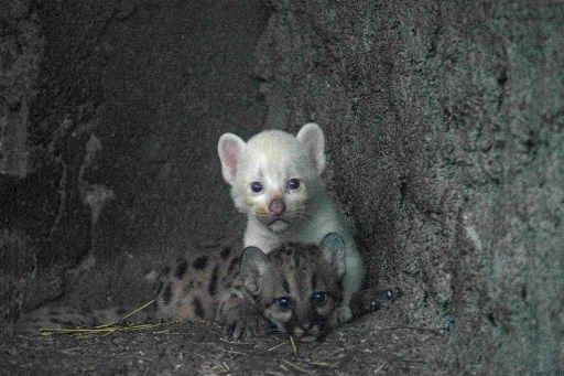 Nació un Puma albino en el zoo de Nicaragua