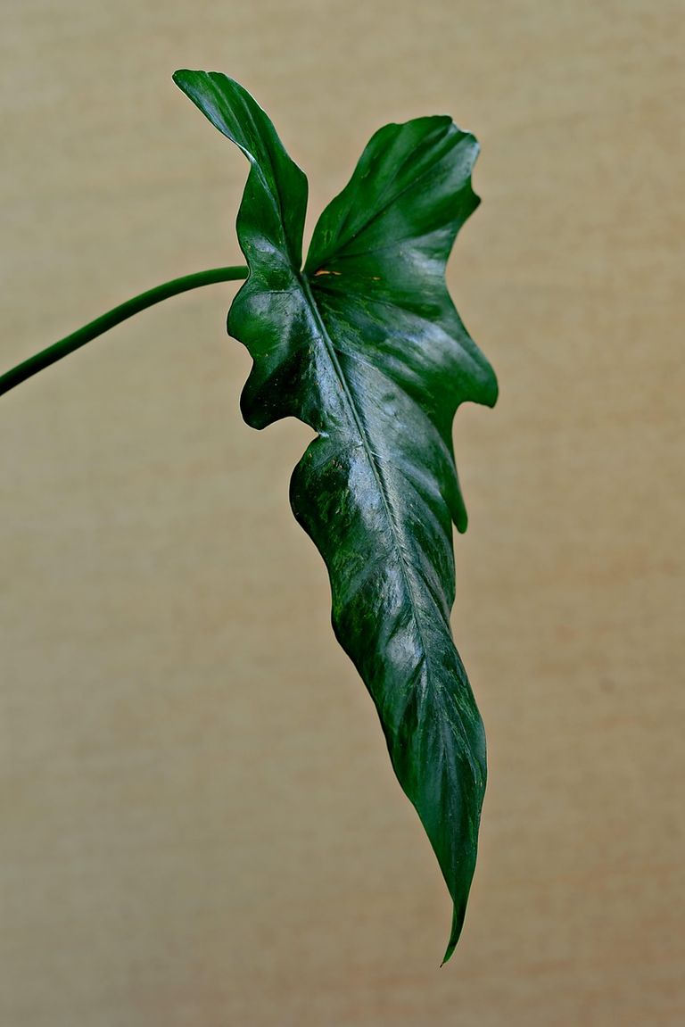 Planta