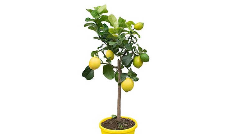 Perros y plantas 20221005