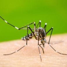 Dengue 13-3 -2