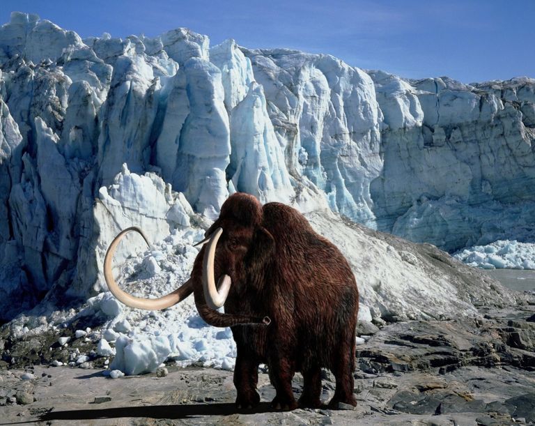 Empresa de genética busca recrear un mamut