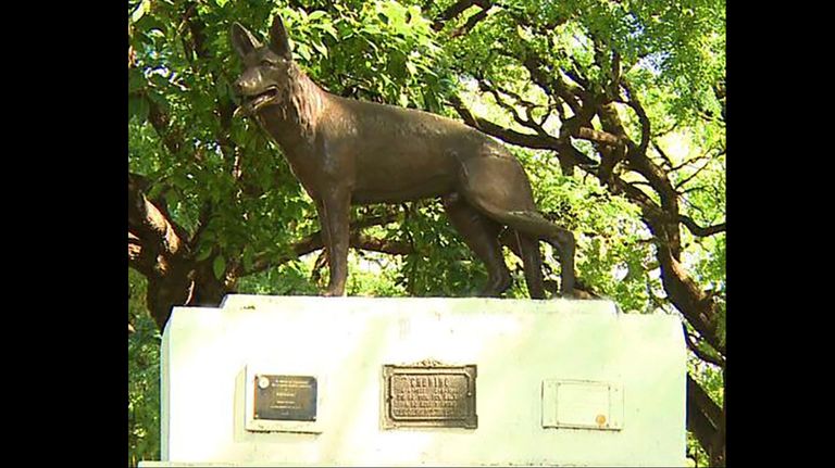 Chonino, el héroe que inspiró el Día Nacional del Perro en Argentina