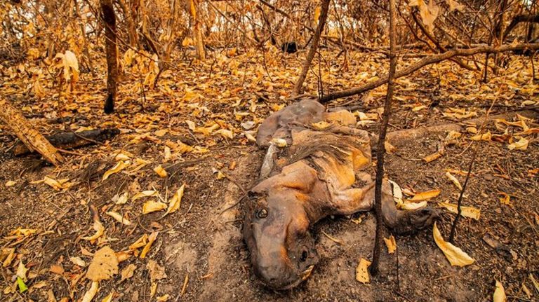 animales incendio corrientes 1 g_20220217