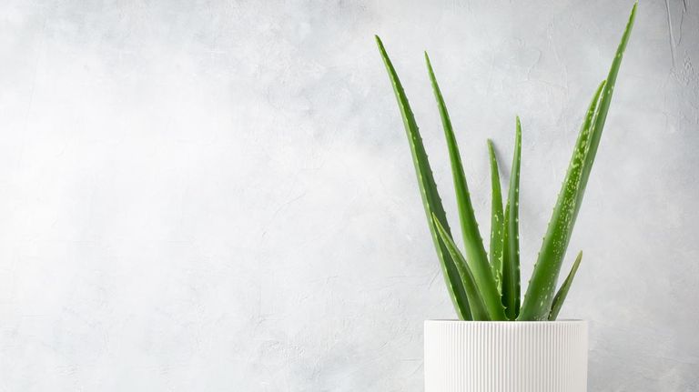 10 plantas venenosas para Gatos 20220803