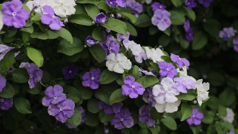 10 plantas venenosas para Gatos 20220803