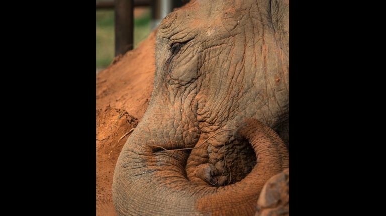 elefanta mara brasil