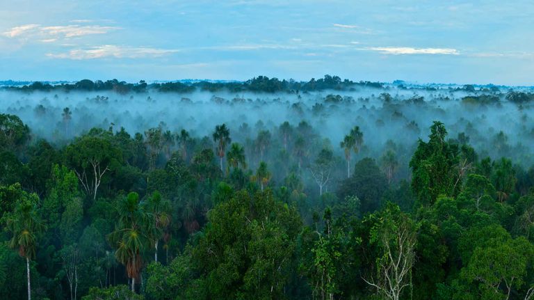 Amazonas