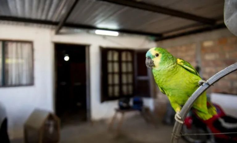 Loros 20230129