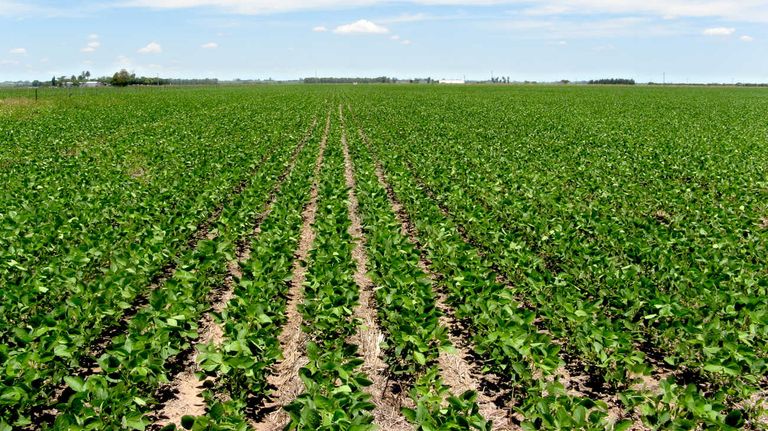 Campos de Argentina 20230721