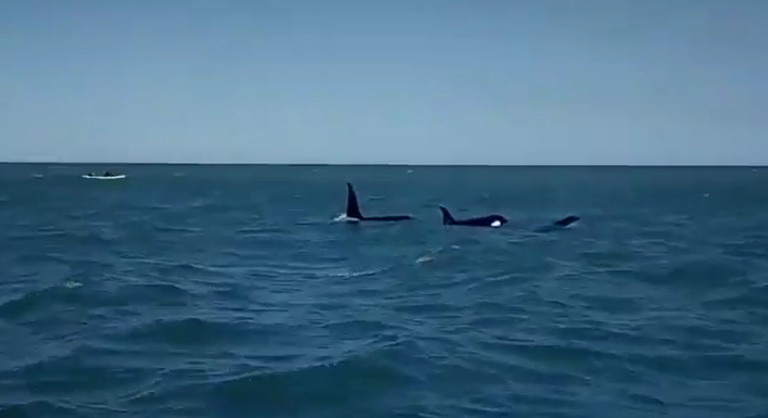 Orcas en Mar del Plata