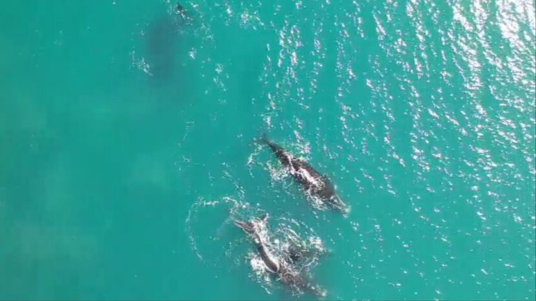 Ballenas en Mar del Plata