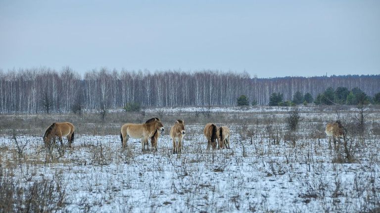 Chernobyl caballos