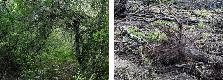 Incendios y Desmontes