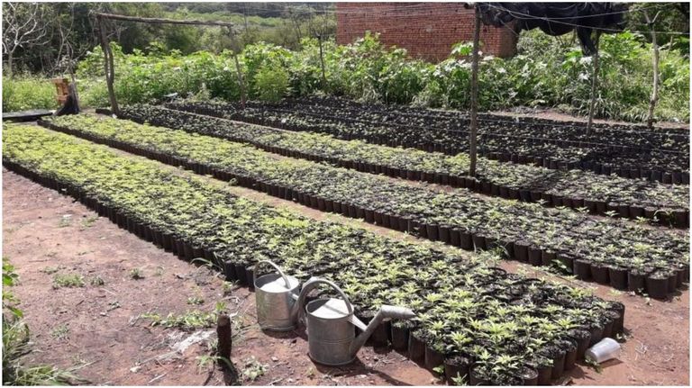 finca marihuana salta