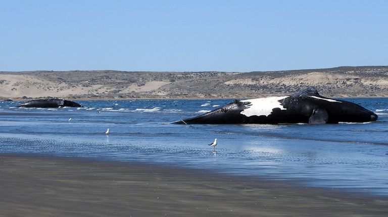 Ballenas muertas