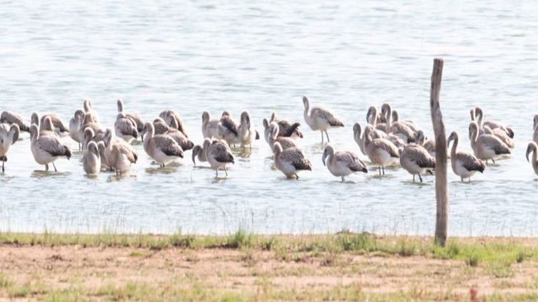 colonia-de-Flamencos-01022019-01