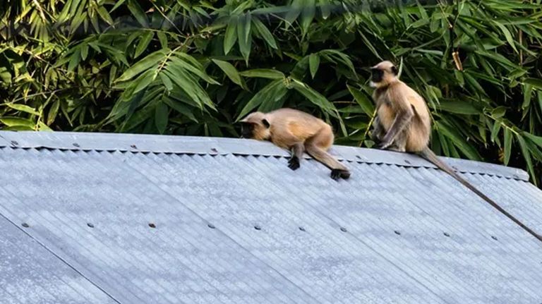 Monos de la India asesinan a 250 cachorros de perros