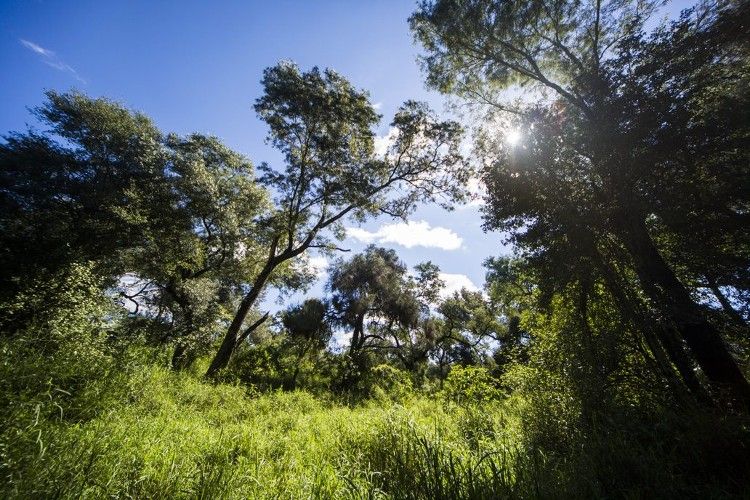 Ley de bosques