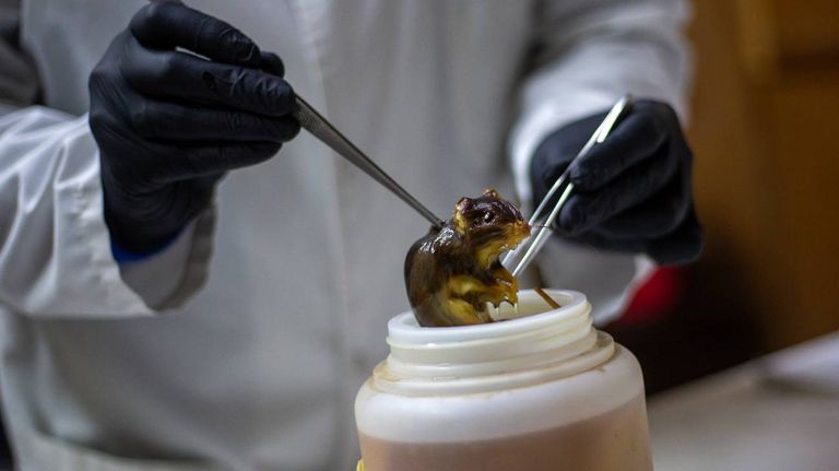 Biólogos argentinos buscarán si hay vector de hantavirus en Ushuaia 14052026